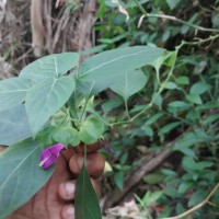 Dicliptera foetida (Forssk.) Blatt.